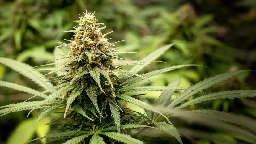 Trump Moves to Reclassify Marijuana, Sparking National Debate